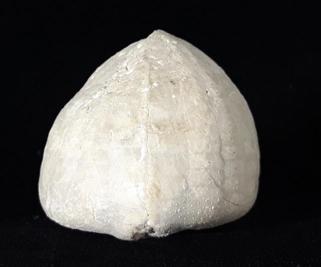 Echinocorys scutata (LESKE 1778) - Bild © FossNet FossilienStore